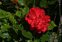 Bernhard Saalfeld - Gartenrose (8v9)